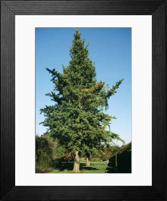 Framed Print : Maidenhair Tree / Ginko Framed Print : Maidenhair Tree / Ginko