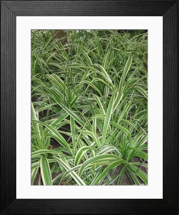 Framed Print : Chlorophytum comosum variegatum - In garden Framed Print : Chlorophytum comosum variegatum - In garden