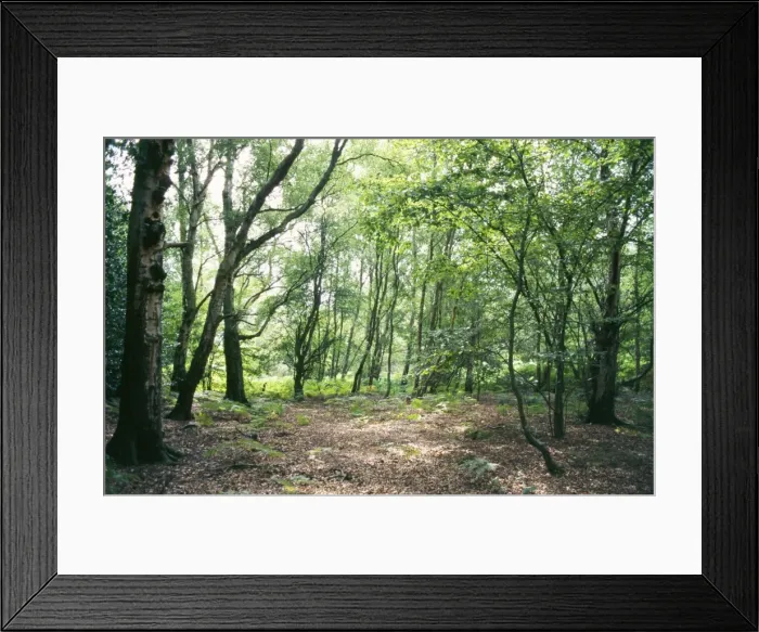 Framed Print : Birch Woodland - in summer Framed Print : Birch Woodland - in summer