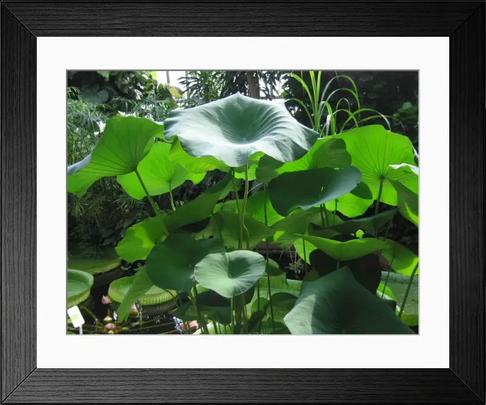Framed Print : Lotus leaves - in garden Framed Print : Lotus leaves - in garden