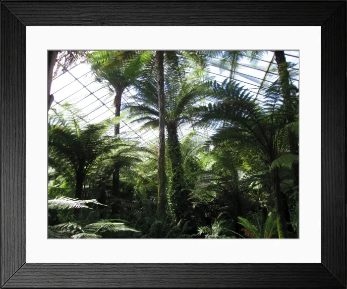 Framed Print : Edinburgh Botanic Garden Palm House - Tropical and temperate. Tallest in Britain UK Framed Print : Edinburgh Botanic Garden Palm House - Tropical and temperate. Tallest in Britain UK