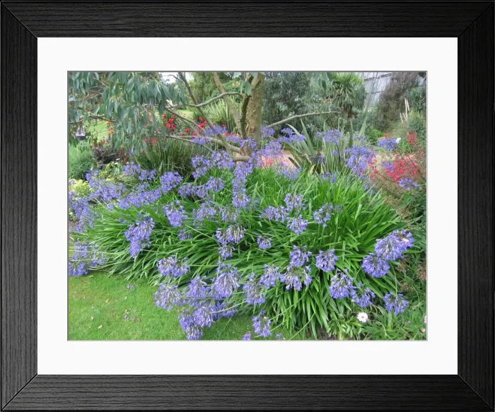 Framed Print : Agapanthus in garden Framed Print : Agapanthus in garden