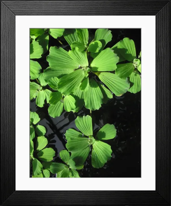 Framed Print : Water Lettuce Framed Print : Water Lettuce