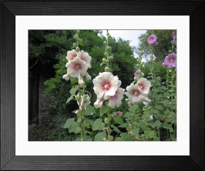 Framed Print : Hollyhocks - In garden Framed Print : Hollyhocks - In garden