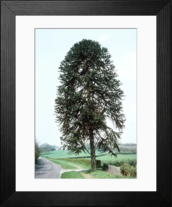 Framed Print : Monkey Puzzle Tree / Chile Pine UK Framed Print : Monkey Puzzle Tree / Chile Pine UK