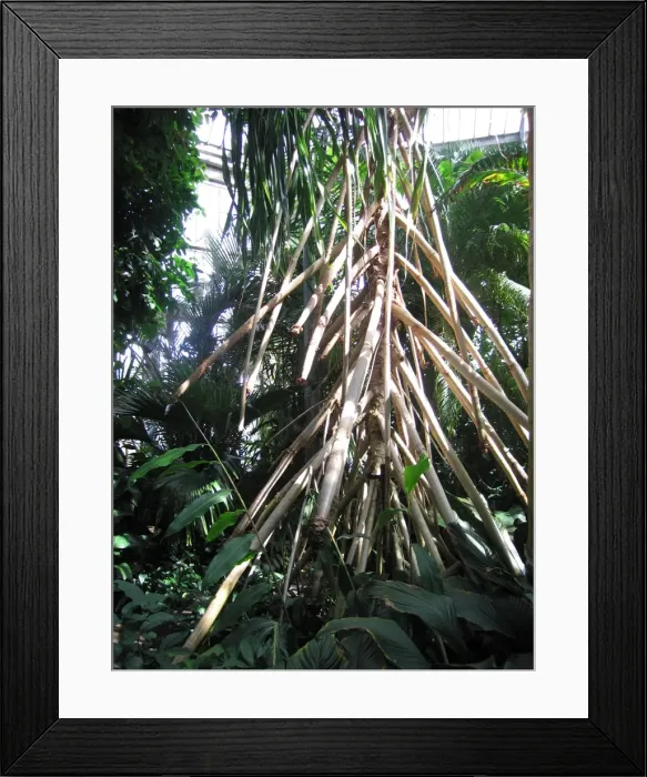 Framed Print : Stilt roots of Wandering Screw Pine Framed Print : Stilt roots of Wandering Screw Pine
