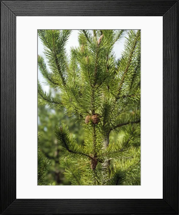 Framed Print : Lodgepole Pine Framed Print : Lodgepole Pine