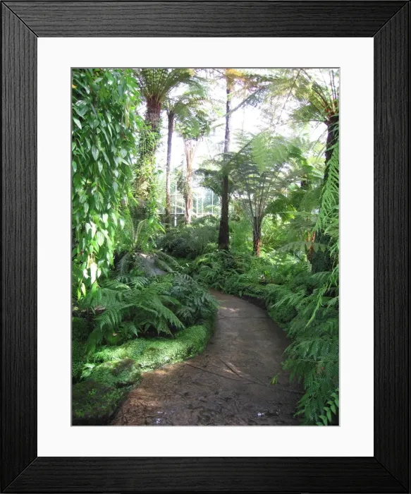 Framed Print : Edinburgh Botanic Garden Palm House - Tropical and temperate. Tallest in Britain Framed Print : Edinburgh Botanic Garden Palm House - Tropical and temperate. Tallest in Britain