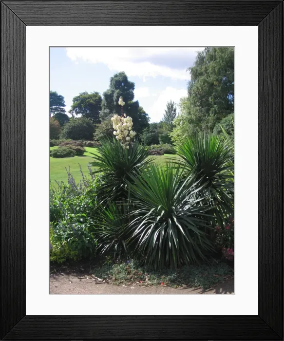 Framed Print : Yucca x muelleri aloifolia x constricta - In garden Framed Print : Yucca x muelleri aloifolia x constricta - In garden