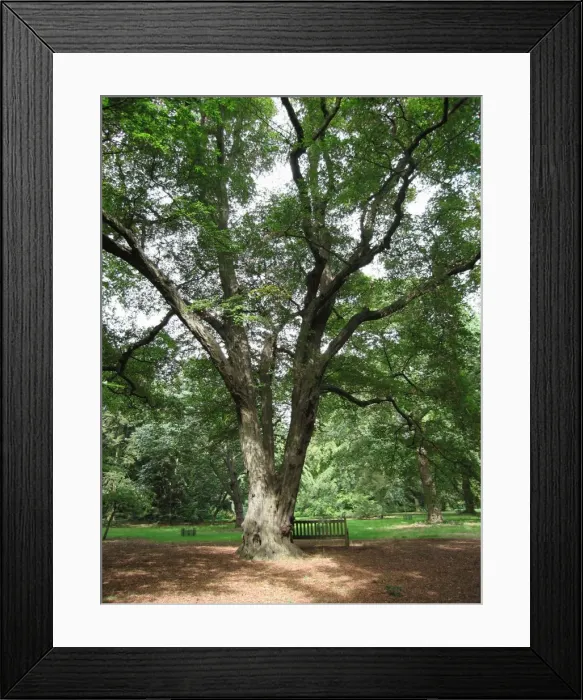 Framed Print : Old Hornbeam Tree. Kew Gardens, UK Framed Print : Old Hornbeam Tree. Kew Gardens, UK