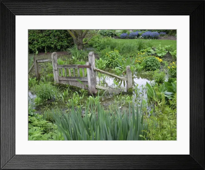 Framed Print : Wildlife garden - marshy bog Framed Print : Wildlife garden - marshy bog