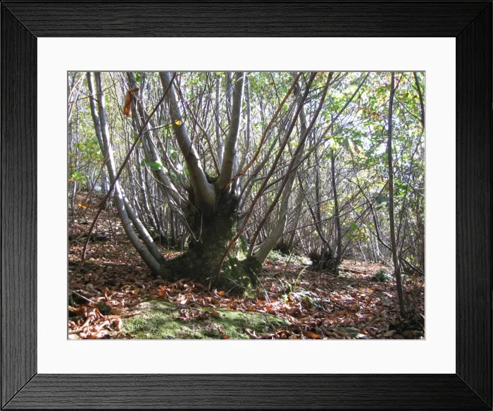 Framed Print : Sweet Chestnut Coppice - Sussex Woodland. Low pollarded stump in foreground known as cant-marks or stubs used as boundaries. UK Framed Print : Sweet Chestnut Coppice - Sussex Woodland. Low pollarded stump in foreground known as cant-marks or stubs used as boundaries. UK