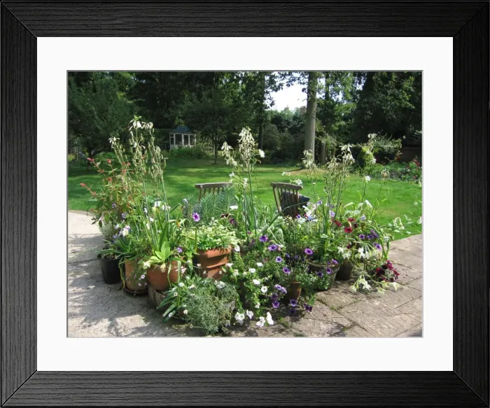 Framed Print : Garden - Patio flowers Framed Print : Garden - Patio flowers