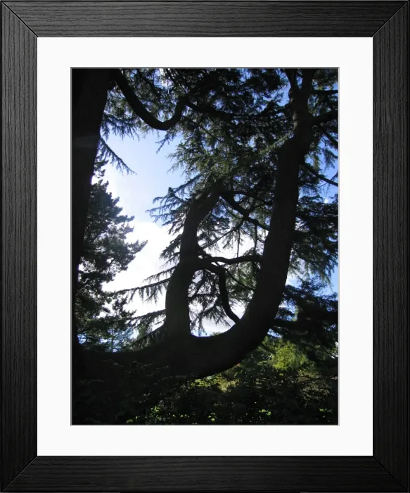 Framed Print : Cedar Tree Framed Print : Cedar Tree
