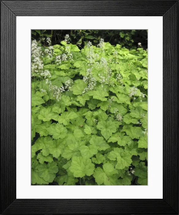 Framed Print : Tiarella cordifolia Framed Print : Tiarella cordifolia