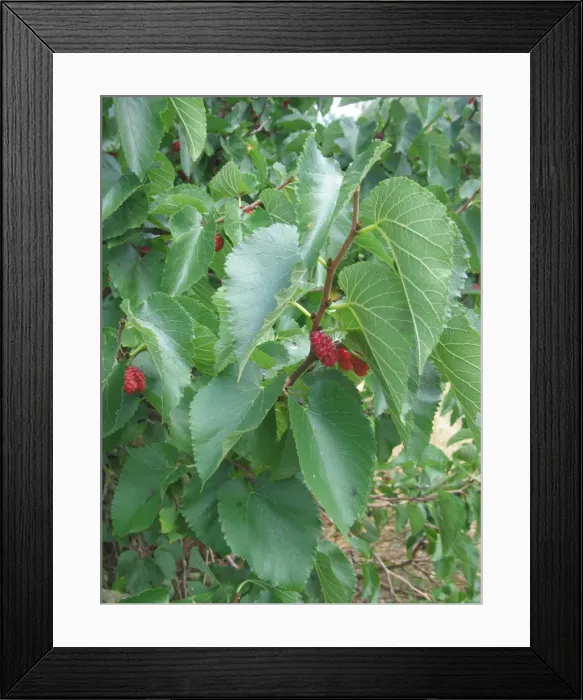 Framed Print : Black Mulberry Fruit, UK Framed Print : Black Mulberry Fruit, UK