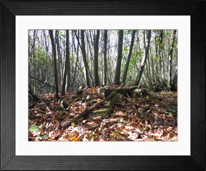 Framed Print : Sweet / Spanish Chestnut Coppice and old rotting woodpile - Sussex Woodland, UK Framed Print : Sweet / Spanish Chestnut Coppice and old rotting woodpile - Sussex Woodland, UK