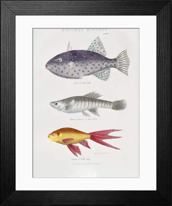 Framed Print : Lithograph - of Fish Framed Print : Lithograph - of Fish