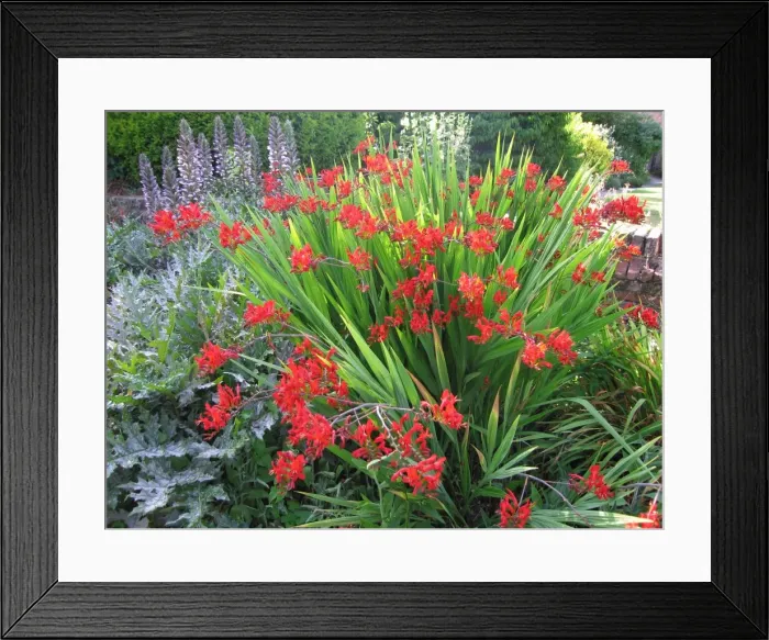 Framed Print : Scarlet coloured Crocosmia (Foreground) Acanthus / Bear's Breeches (Background) Framed Print : Scarlet coloured Crocosmia (Foreground) Acanthus / Bear's Breeches (Background)