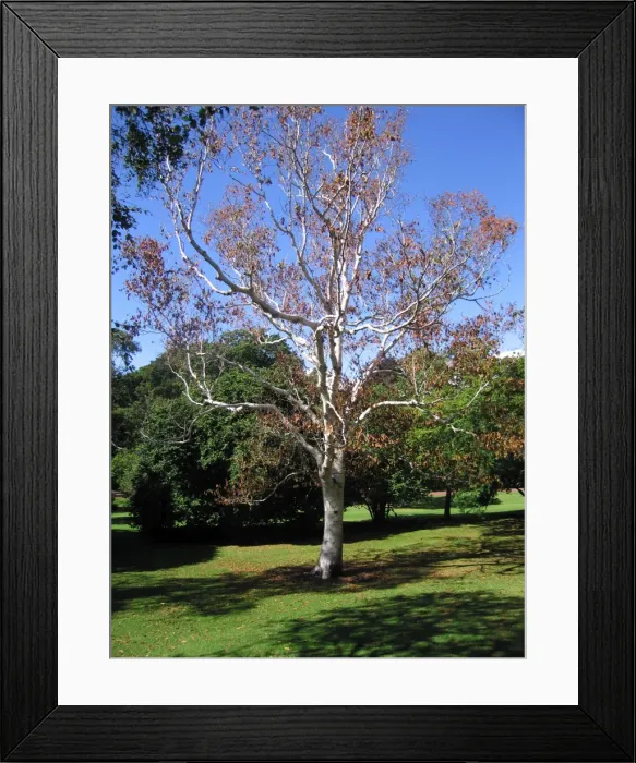 Framed Print : Birch Tree - Autumn leaves in August - reaction to drought Framed Print : Birch Tree - Autumn leaves in August - reaction to drought