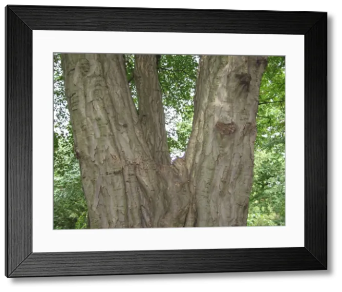 Framed Print : Hornbeam Tree trunk. Close-up of bark. Kew Gardens, UK Framed Print : Hornbeam Tree trunk. Close-up of bark. Kew Gardens, UK