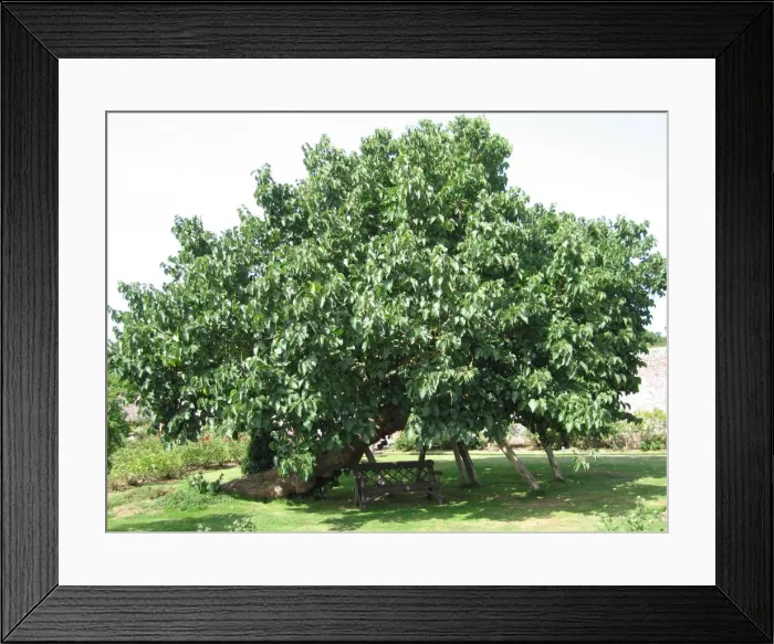 Framed Print : Black / Common Mulberry Tree. Herstmonceux Castle, UK Framed Print : Black / Common Mulberry Tree. Herstmonceux Castle, UK