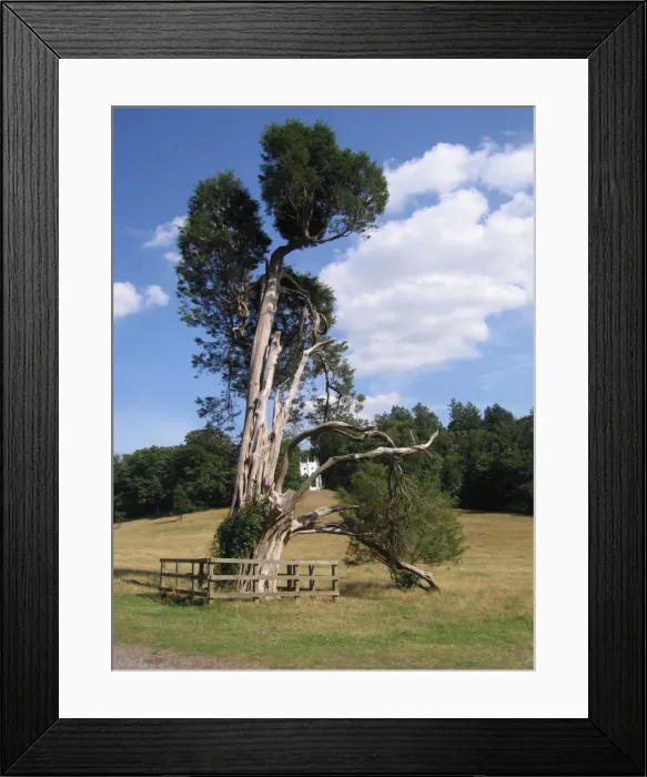 Framed Print : Pencil / Red Cedar Tree, UK Framed Print : Pencil / Red Cedar Tree, UK