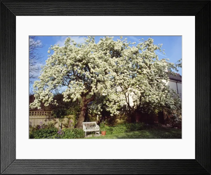 Framed Print : Mature Pear Tree - in blossom Framed Print : Mature Pear Tree - in blossom