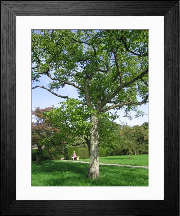 Framed Print : Walnut Tree - In garden, UK Framed Print : Walnut Tree - In garden, UK