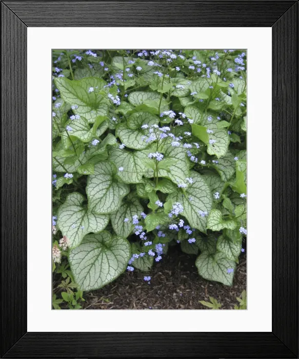 Framed Print : Brunnera Varigated Flowers Framed Print : Brunnera Varigated Flowers