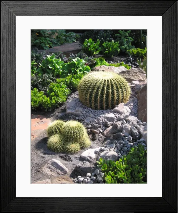 Framed Print : Golden Barrel Cactus - Mother-in-laws seat / cushion Framed Print : Golden Barrel Cactus - Mother-in-laws seat / cushion