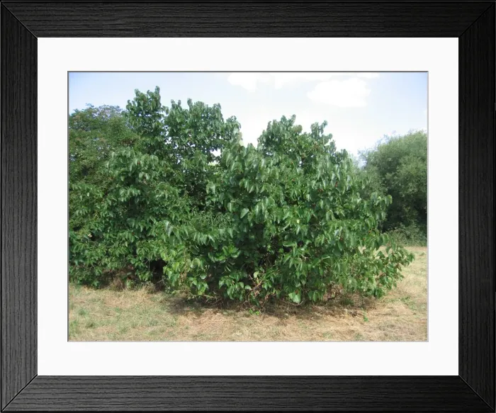Framed Print : Ancient Black Mulberry Fruit Tree, UK Framed Print : Ancient Black Mulberry Fruit Tree, UK