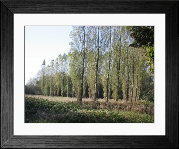 Framed Print : Lombardy Poplars Framed Print : Lombardy Poplars