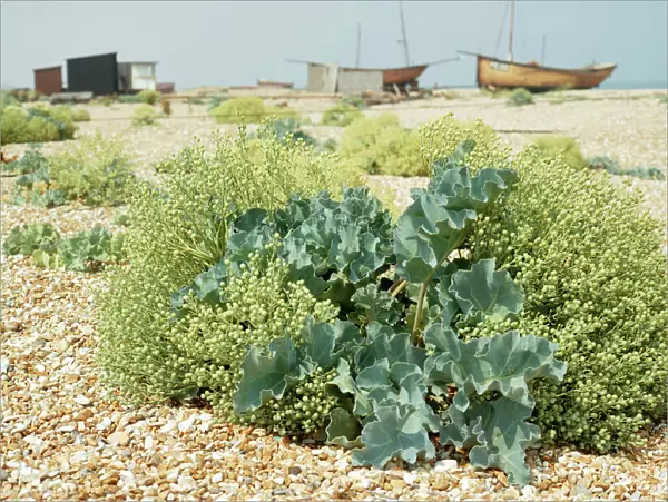 Sea Kale At Dungeness, UK