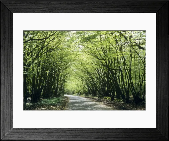Framed Print : Old Coppiced Hornbeams - on wood boundary East Sussex UK Framed Print : Old Coppiced Hornbeams - on wood boundary East Sussex UK