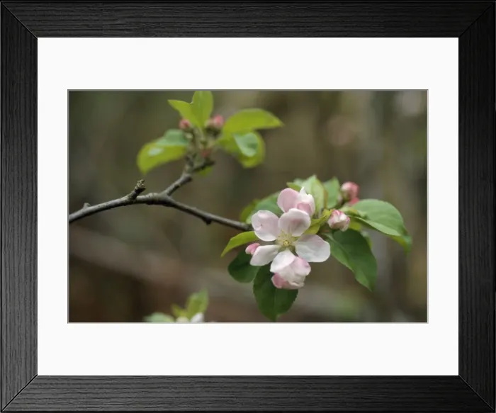 Framed Print : SGI-4431. SG-4431. Crab Apple - blossom. Ardea London Framed Print : SGI-4431. SG-4431. Crab Apple - blossom. Ardea London