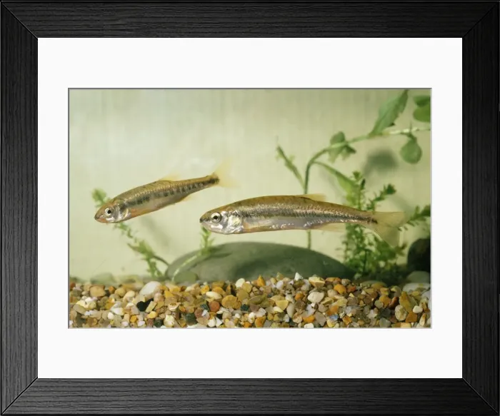 Framed Print : Minnows. SG-3814. MINNOWS. Ardea London. Please note that prints are for Framed Print : Minnows. SG-3814. MINNOWS. Ardea London. Please note that prints are for