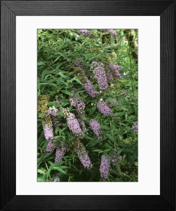 Framed Print : Buddleia SG 2376 © ARDEA LONDON