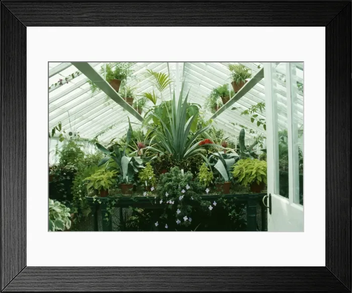 Framed Print : Conservatory SG 4918 View inside with various plants including Aechmea © ARDEA LONDON Framed Print : Conservatory SG 4918 View inside with various plants including Aechmea © ARDEA LONDON