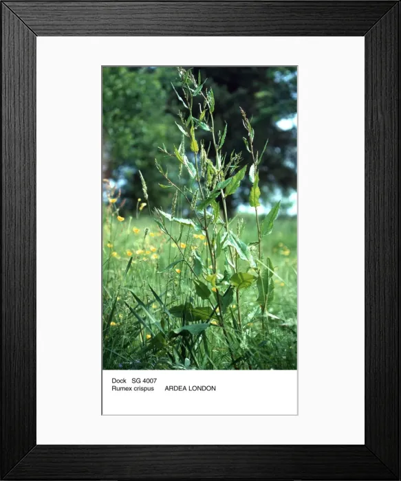 Framed Print : Curled DOCK Framed Print : Curled DOCK