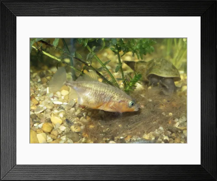Framed Print : 3-spined Stickleback - male at nest Framed Print : 3-spined Stickleback - male at nest