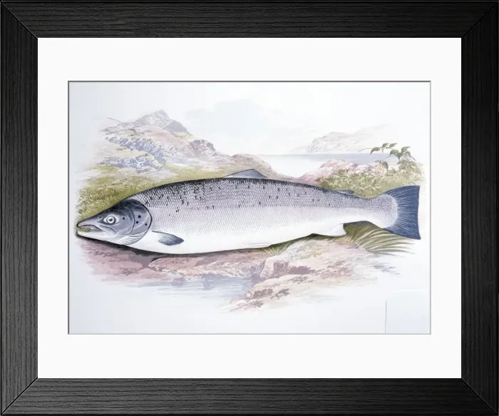 Framed Print : Lithograph - of Salmon Framed Print : Lithograph - of Salmon