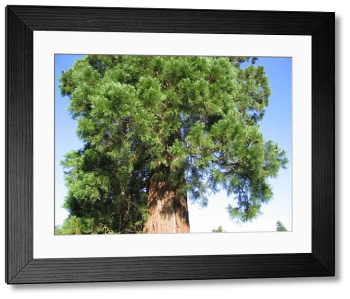 Framed Print : Giant Sequoia / Wellingtonia Tree - Close up of leaves and bark Framed Print : Giant Sequoia / Wellingtonia Tree - Close up of leaves and bark