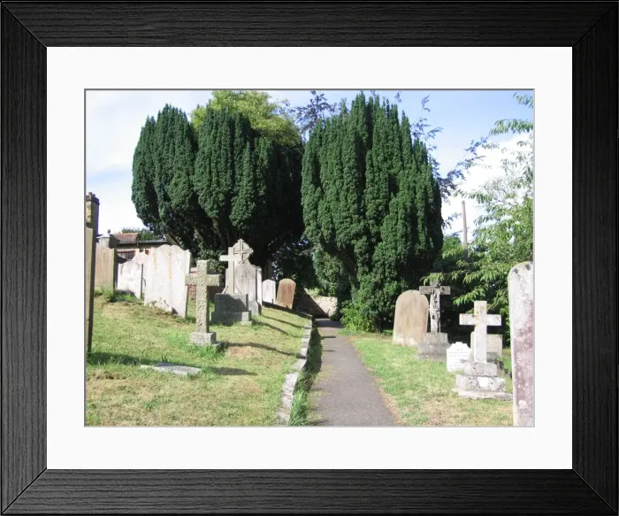 Framed Print : Irish Yew Trees in Sussex Churchyard, UK Framed Print : Irish Yew Trees in Sussex Churchyard, UK