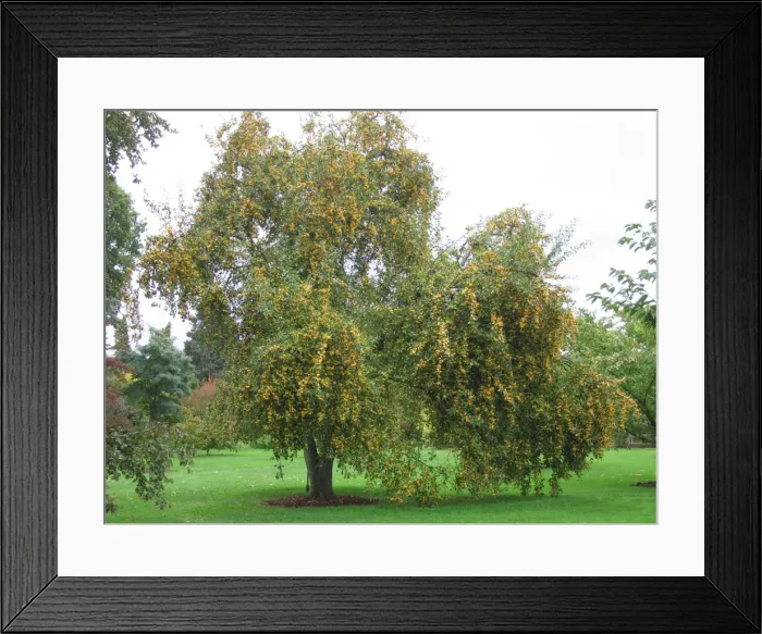 Framed Print : Crab Apple Tree - Golden Hornet Framed Print : Crab Apple Tree - Golden Hornet