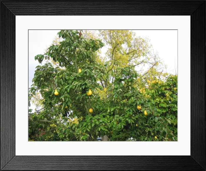 Framed Print : Quince Tree with fruit Framed Print : Quince Tree with fruit