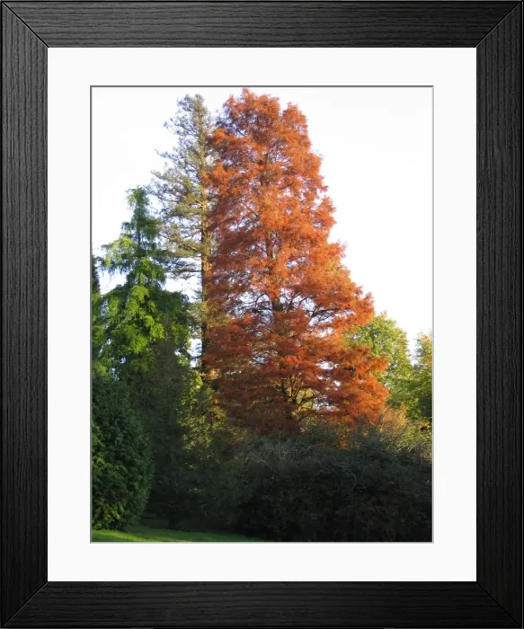 Framed Print : Swamp Cypress Tree - Autumn colours Framed Print : Swamp Cypress Tree - Autumn colours