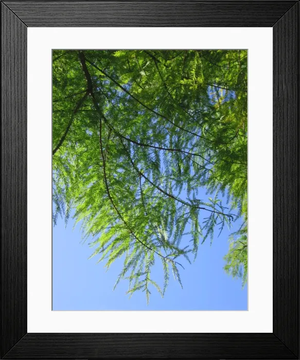 Framed Print : Swamp Cypress Tree - Close-up of leaves Framed Print : Swamp Cypress Tree - Close-up of leaves