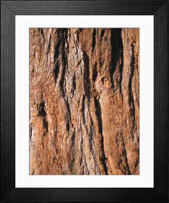 Framed Print : Giant Sequoia / Wellingtonia Tree - Close up of bark Framed Print : Giant Sequoia / Wellingtonia Tree - Close up of bark