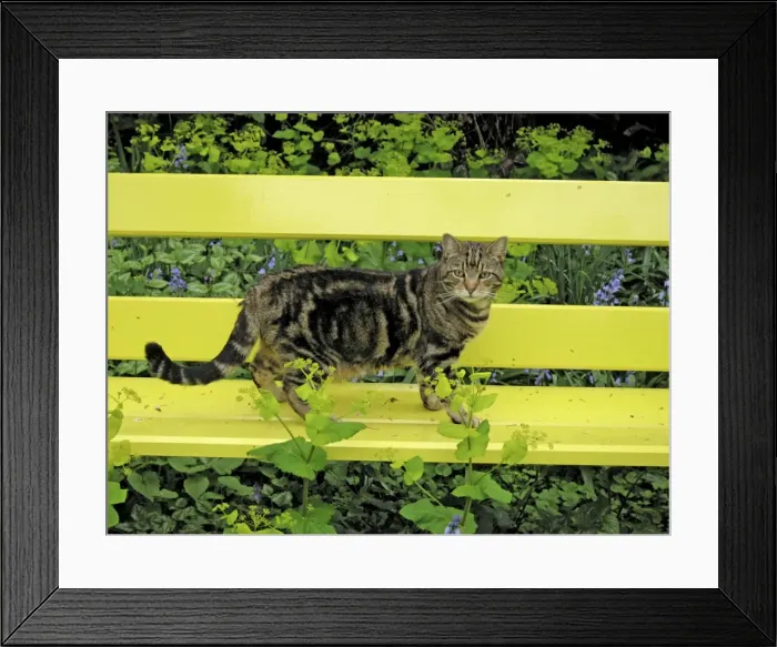 Framed Print : Cat - Tabby Cat - standing on yellow bench Framed Print : Cat - Tabby Cat - standing on yellow bench